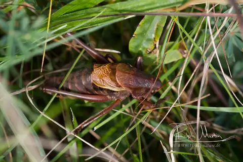 Illyrican Walking Bush-cricket