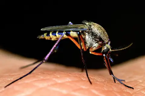 Psorophora cyanescens