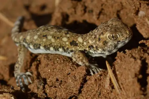 Diamond Coast Barking Gecko