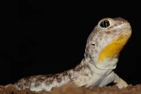 Southern Barking Gecko