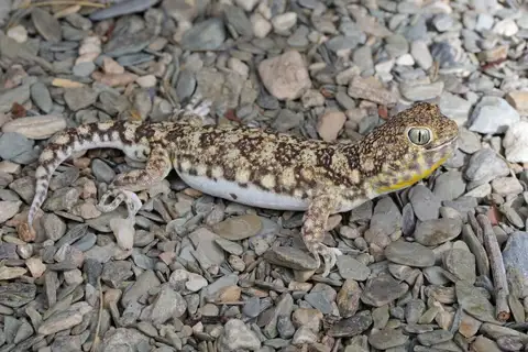 Interdune Barking Gecko