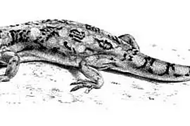 Common Barking Gecko