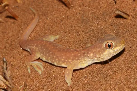 Koch's Chirping Gecko