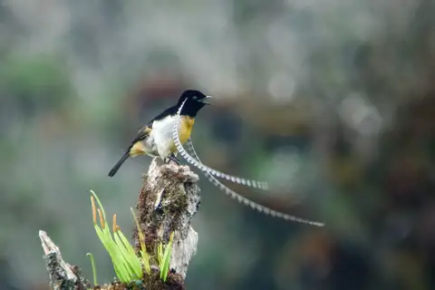 King of Saxony Bird-of-paradise
