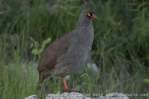 Red-billed Spurfowl