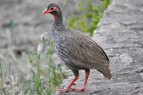 Red-necked Spurfowl