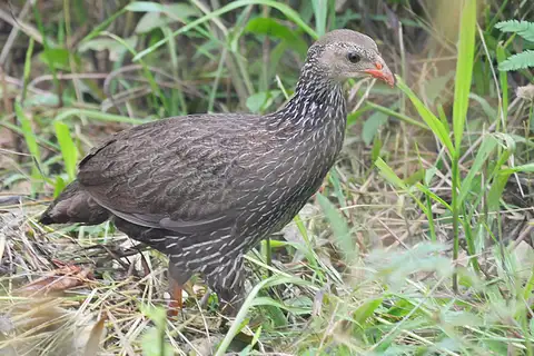 Ahanta Spurfowl