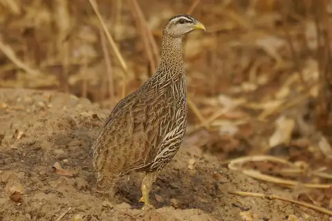 Double-spurred Spurfowl