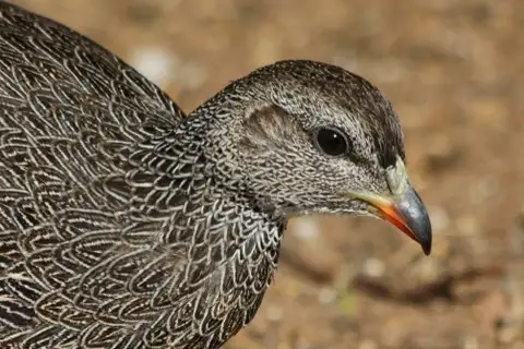 Cape Spurfowl