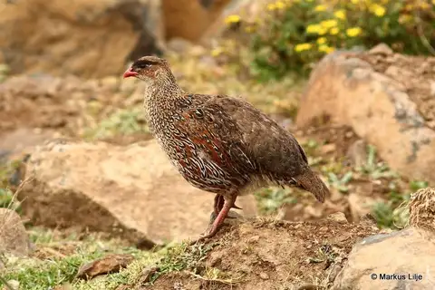 Chestnut-naped Spurfowl