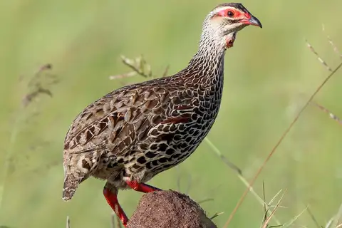 Clapperton's Spurfowl