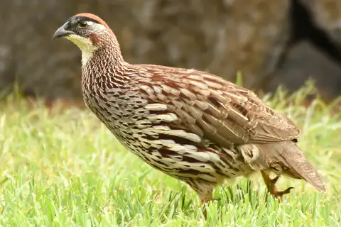 Erckel's Spurfowl
