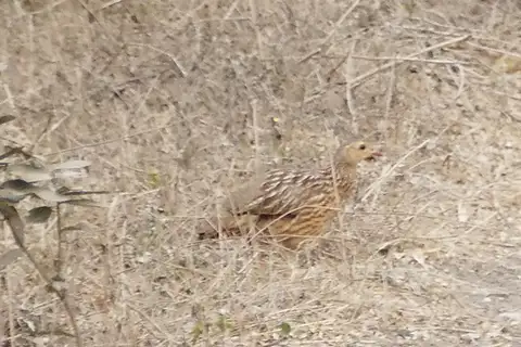 Grey-striped Spurfowl