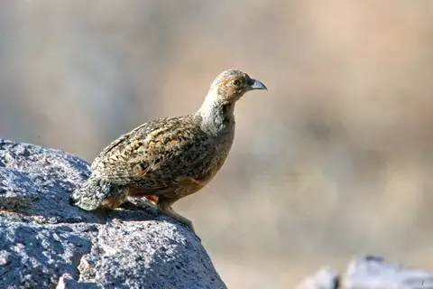 Hartlaub's Spurfowl