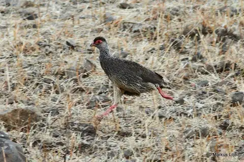 Harwood's Spurfowl