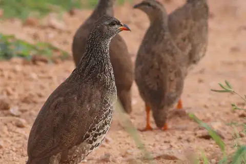 Hildebrandt's Spurfowl