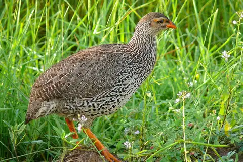 Heuglin's Spurfowl