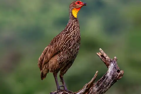 Yellow-necked Spurfowl