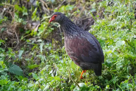 Handsome Spurfowl