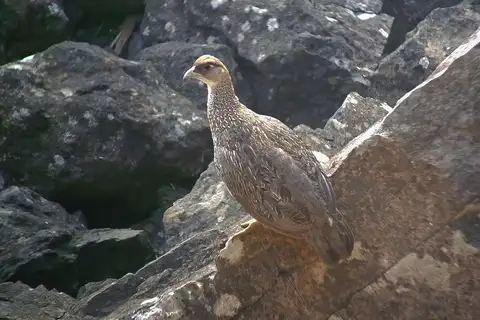 Djibouti Spurfowl