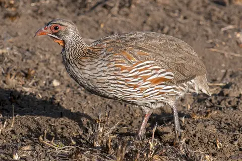 Grey-breasted Spurfowl