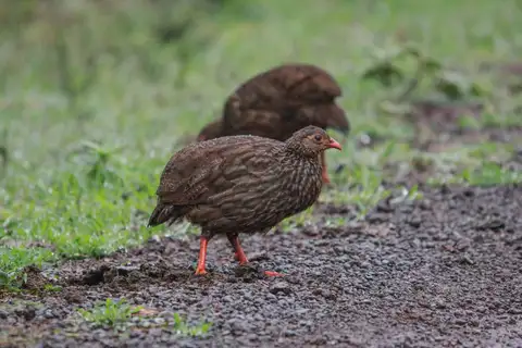 Scaly Spurfowl