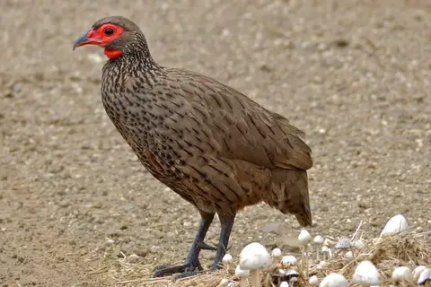 Swainson's Spurfowl