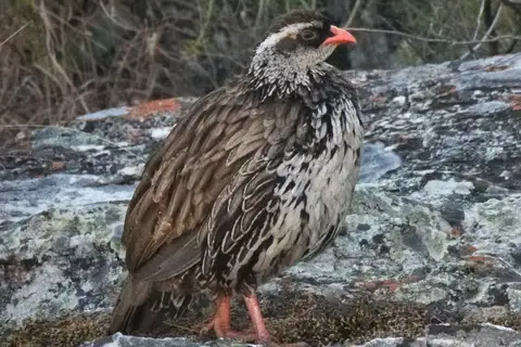 Swierstra's Spurfowl
