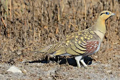 Pin-tailed Sandgrouse