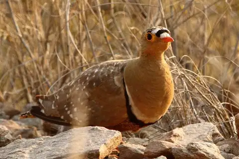 Double-banded Sandgrouse
