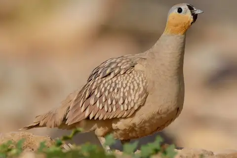 Crowned Sandgrouse