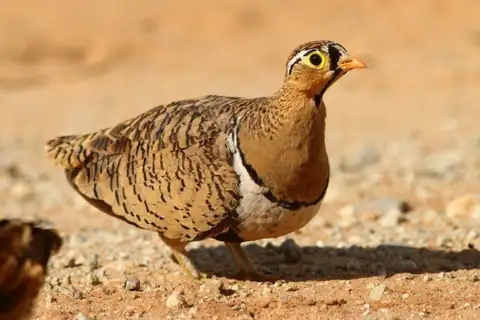 Black-faced Sandgrouse