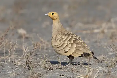 Chestnut-bellied Sandgrouse
