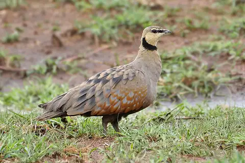 Yellow-throated Sandgrouse