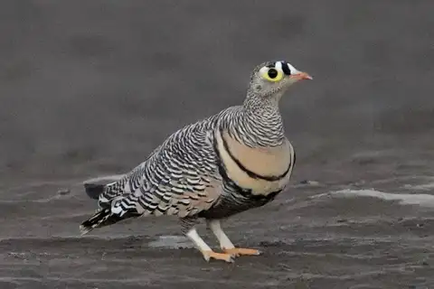 Lichtenstein's Sandgrouse