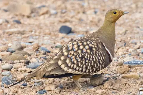 Namaqua Sandgrouse