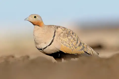 Black-bellied Sandgrouse