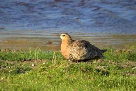 Madagascar Sandgrouse
