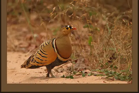 Four-banded Sandgrouse