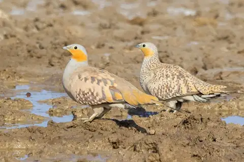 Spotted Sandgrouse