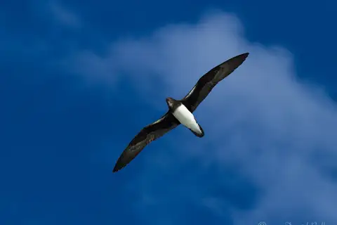 Phoenix Petrel