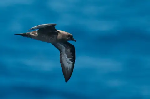 Trindade Petrel
