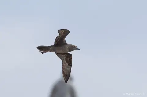 Henderson Petrel