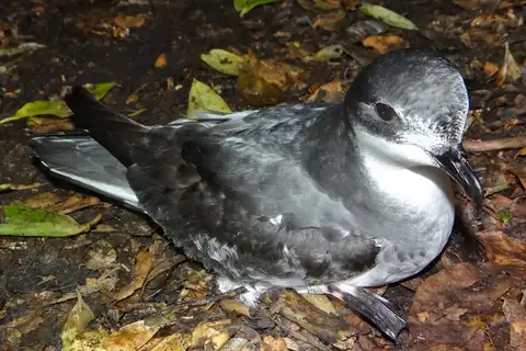 Chatham Islands Petrel