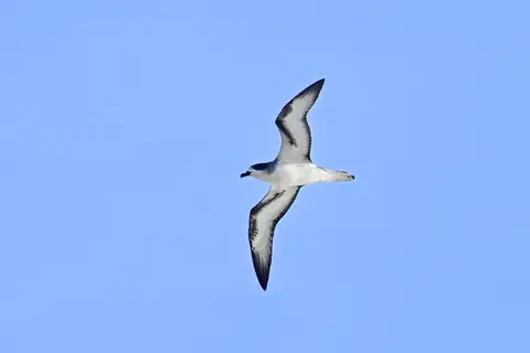 Barau's Petrel
