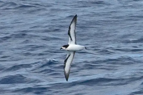 Collared Petrel