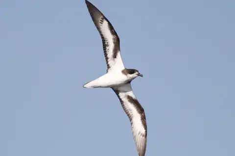 Bermuda Petrel