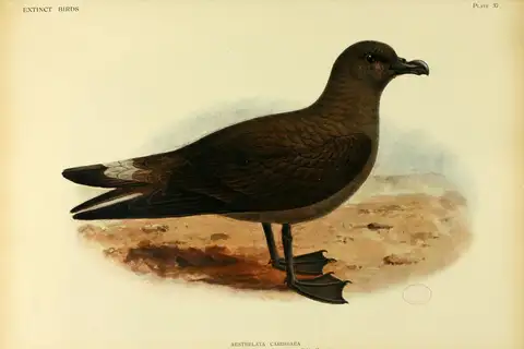 Jamaican Petrel