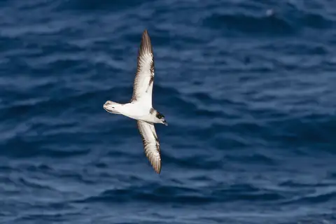 White-necked Petrel