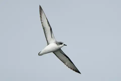 Cook's Petrel